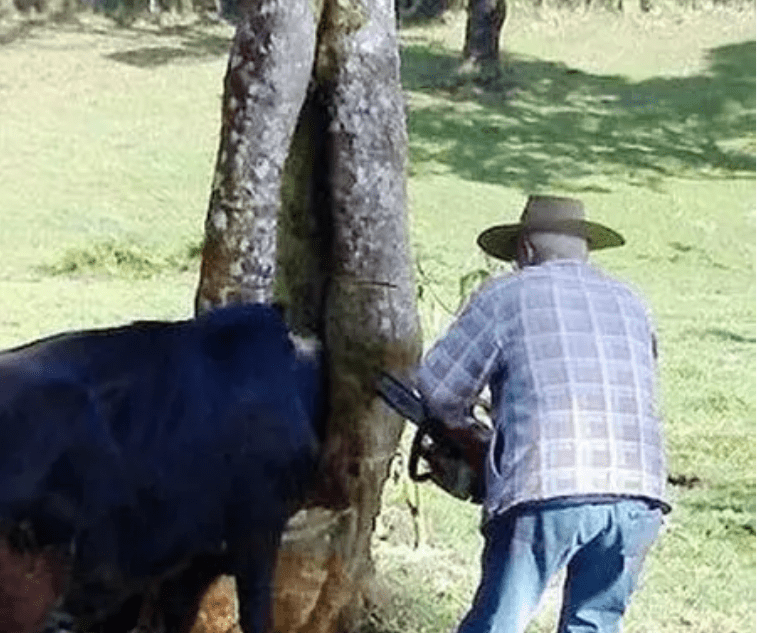 корова застряла в дереве