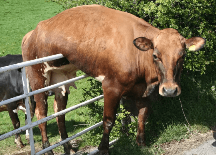 рыжая корова застряла на заборе