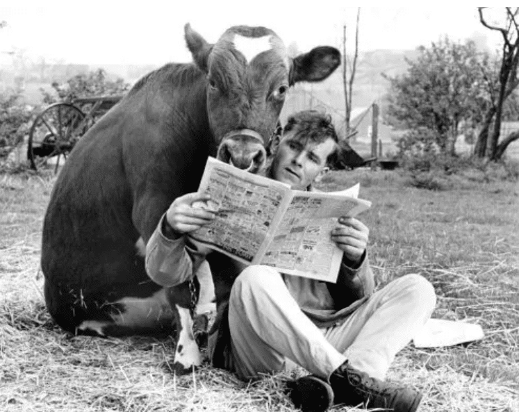 мужчина и корова читают газету