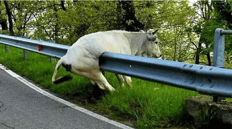 белая корова застряла у дороги