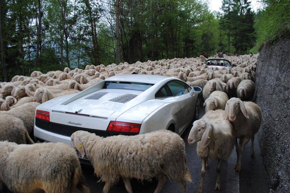 овцы окружили спорткар