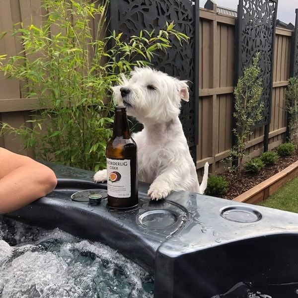 собака с бутылкой пива