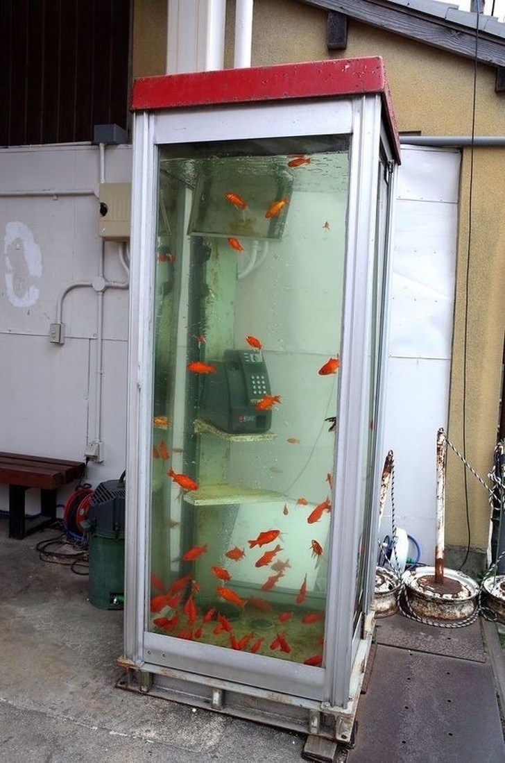 аквариум в телефонной будке