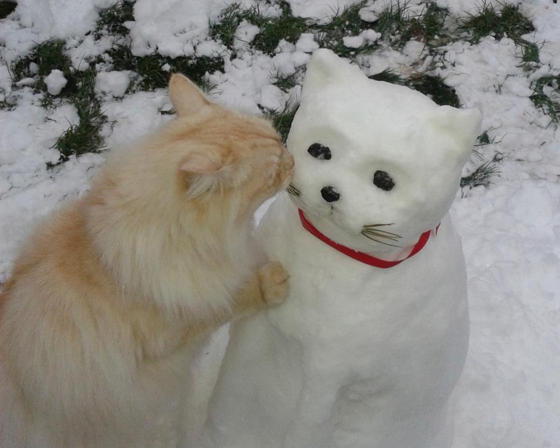 кот и снеговик