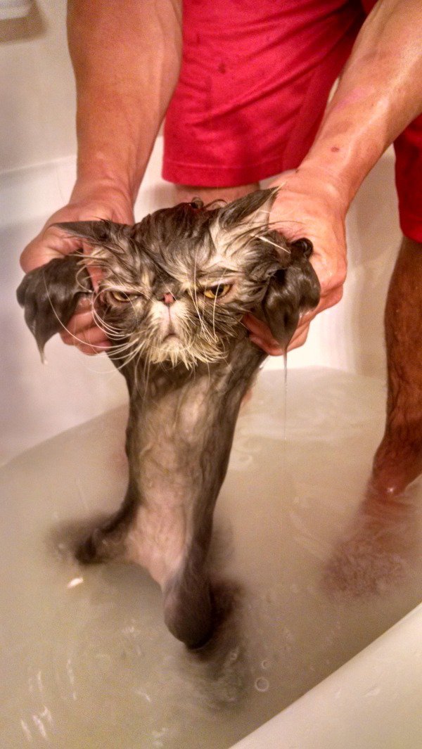 мокрый кот