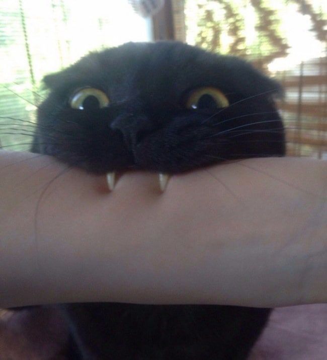 черный кот кусает руку