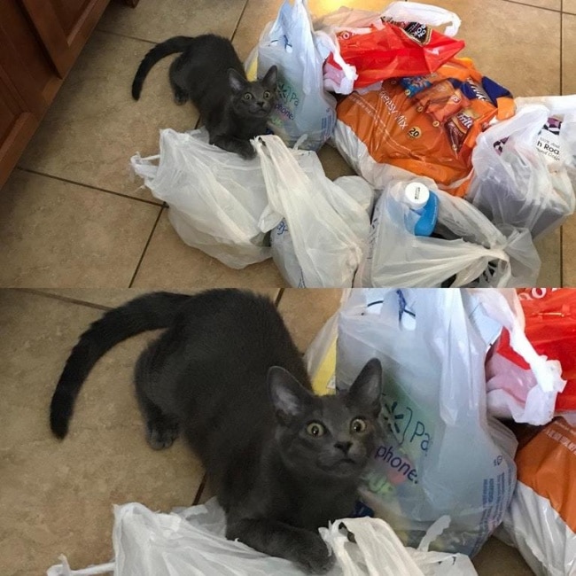 серый кот в пакетах
