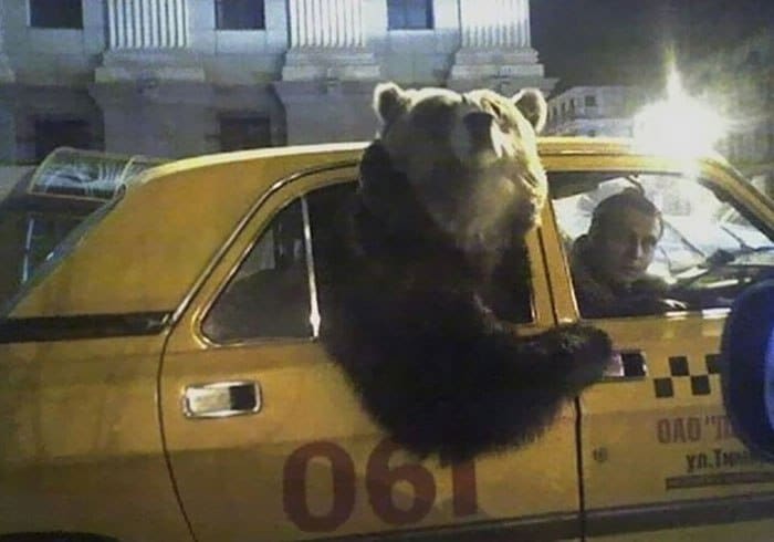 медведь в такси