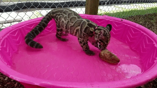 маленький леопард в бассейне