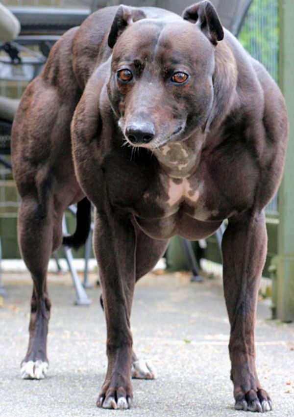 собака с мышцами