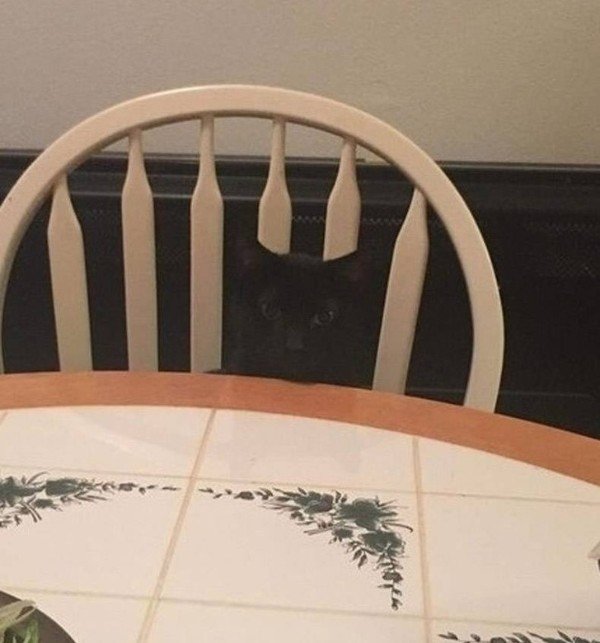 черный кот на стуле