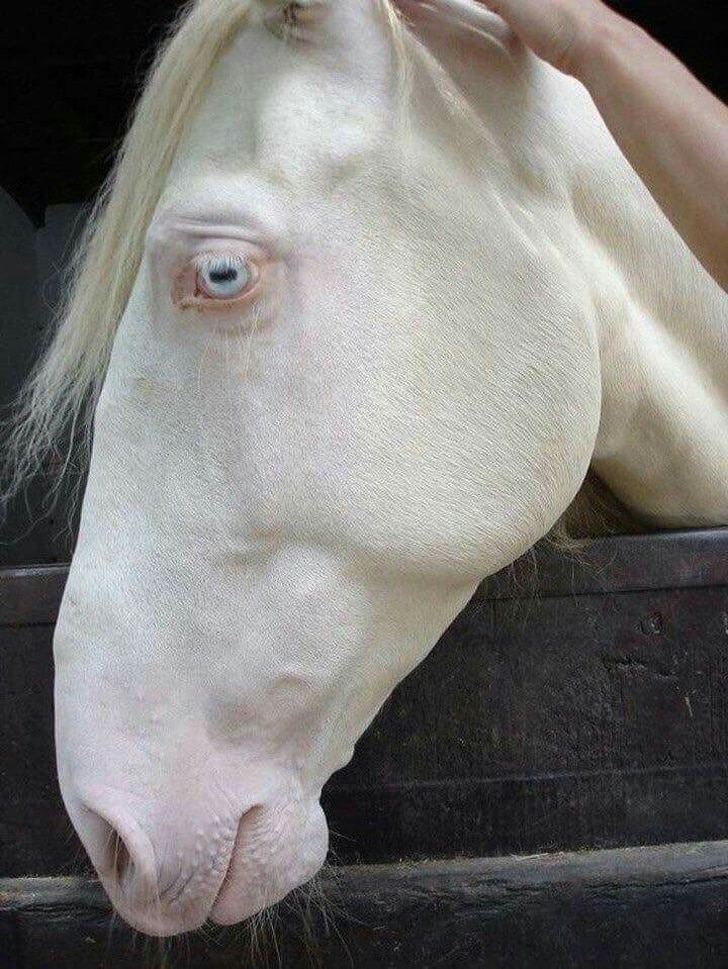 лошадь альбинос