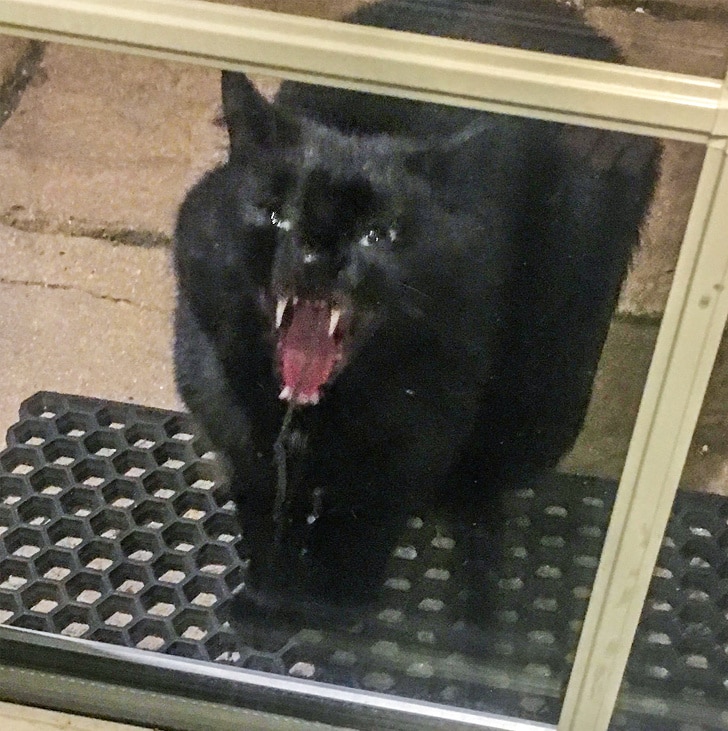 черный кот рычит