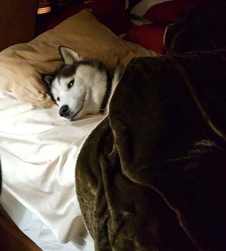 собака лежит в кровати
