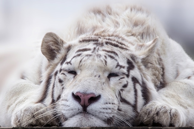белый тигр спит