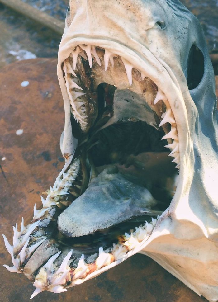акула мако