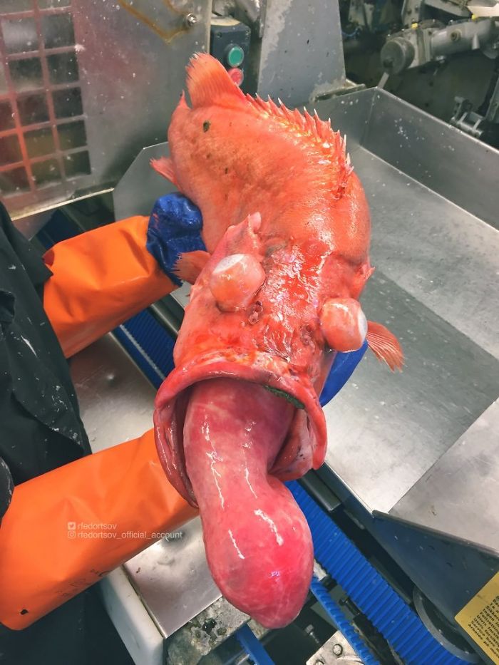 красная рыба с толстым языком