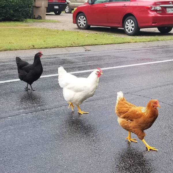 курицы переходят дорогу