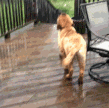собака ловит капли дождя