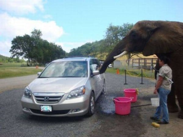 слон моет машину