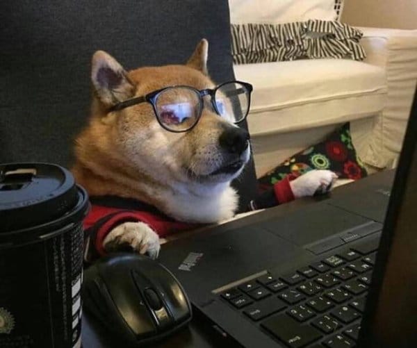 собака в очках перед ноутбуком