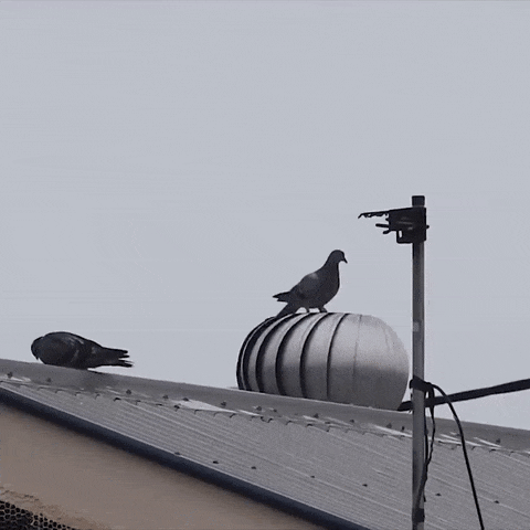 голуби на крыше