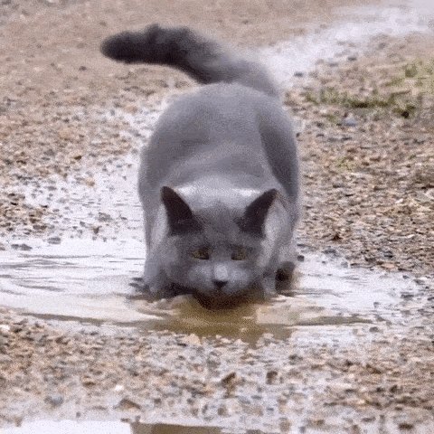 серый кот в луже