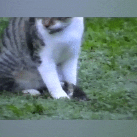 мышь ползет по коту
