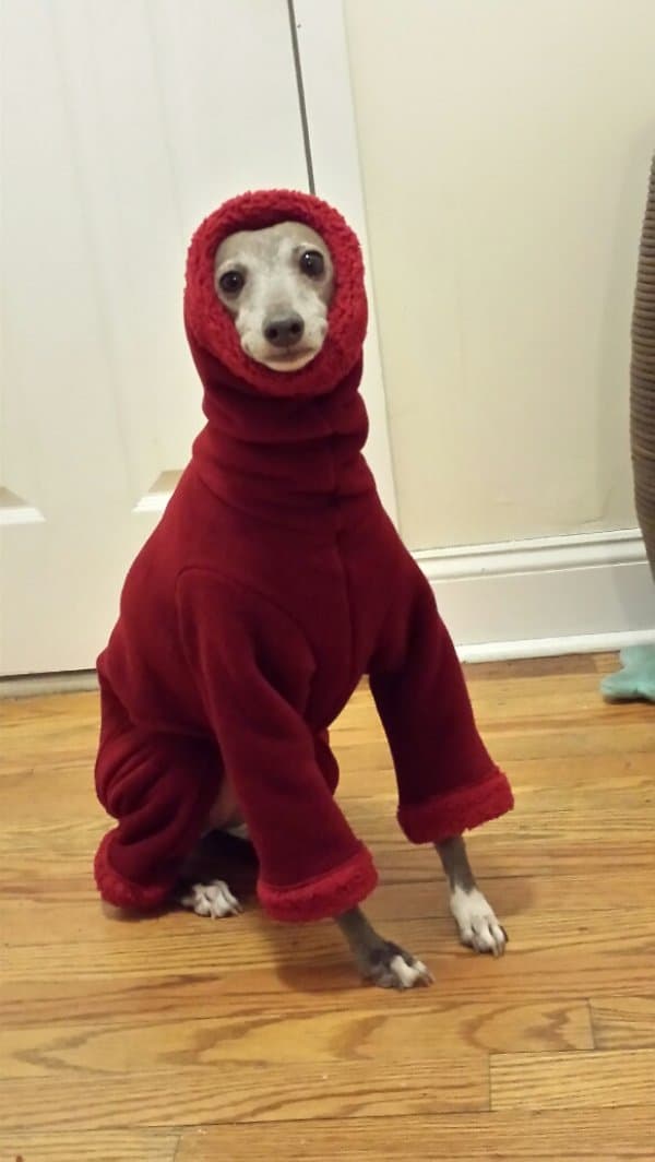 собака в красном свитере