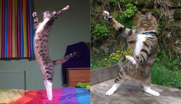 танцующие коты