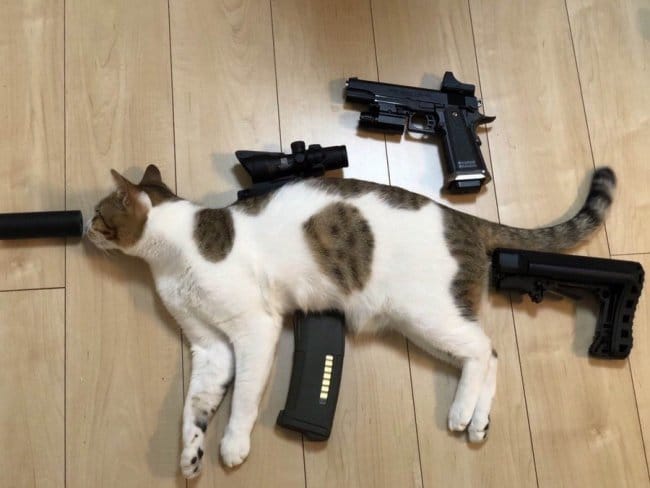 кот и оружие