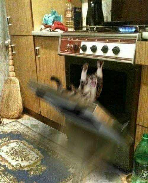 кот падает в духовку