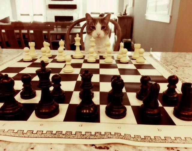 кот за шахматной доской