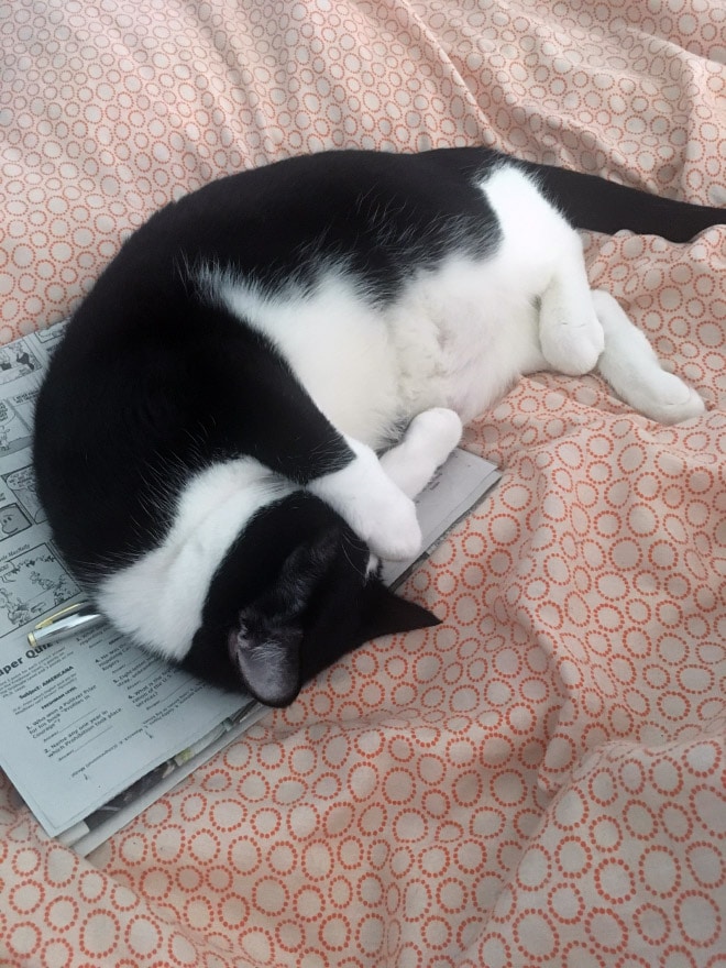кот спит на газете