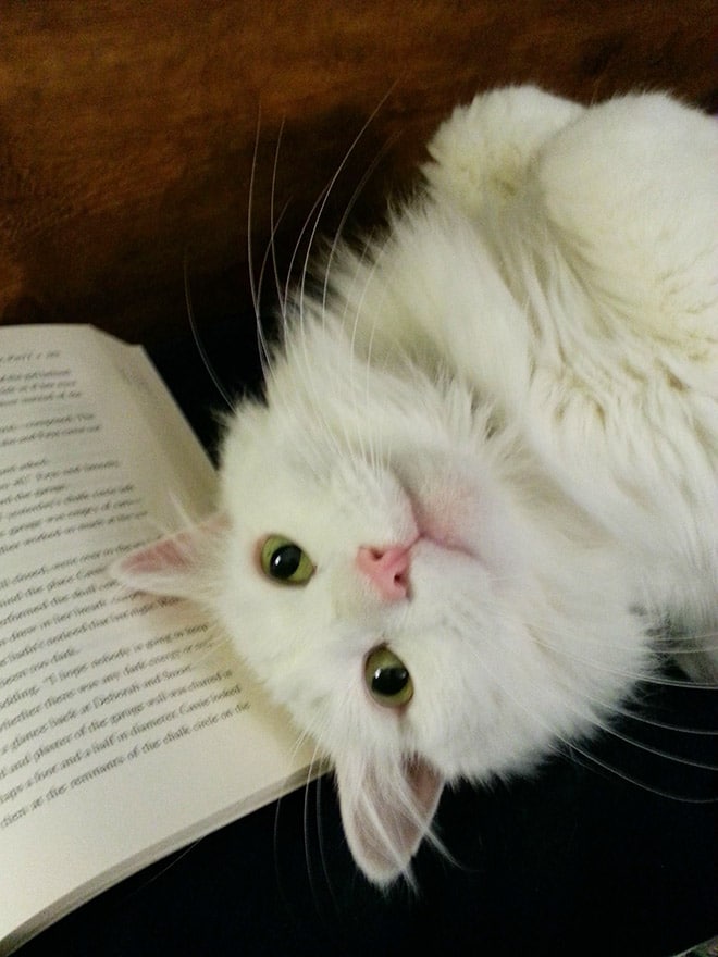 белый кот и книга