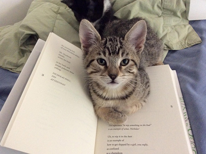 кот лежит на книге