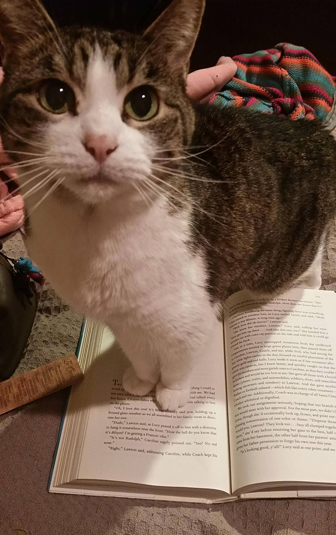 кот стоит на книге