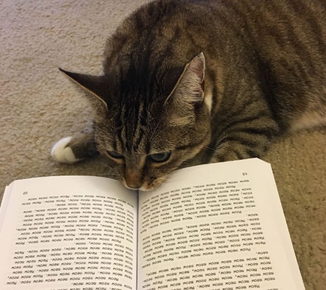 полосатый кот и книга