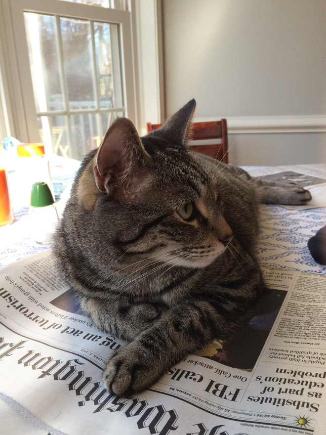 кот лежит на газете