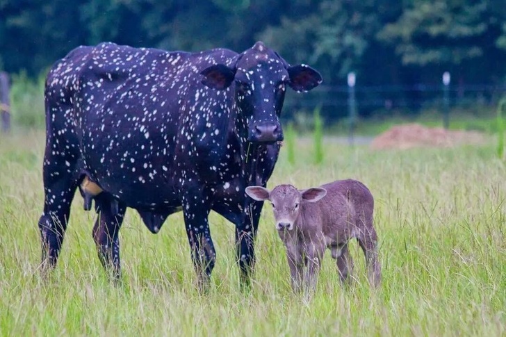 черная корова с теленком