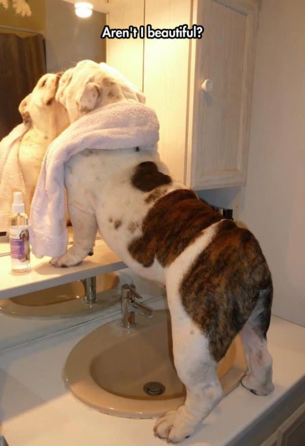 собака перед зеркалом