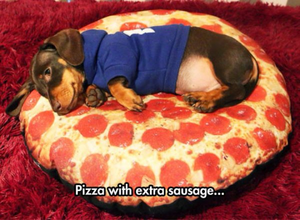 такса на подушке в виде пиццы