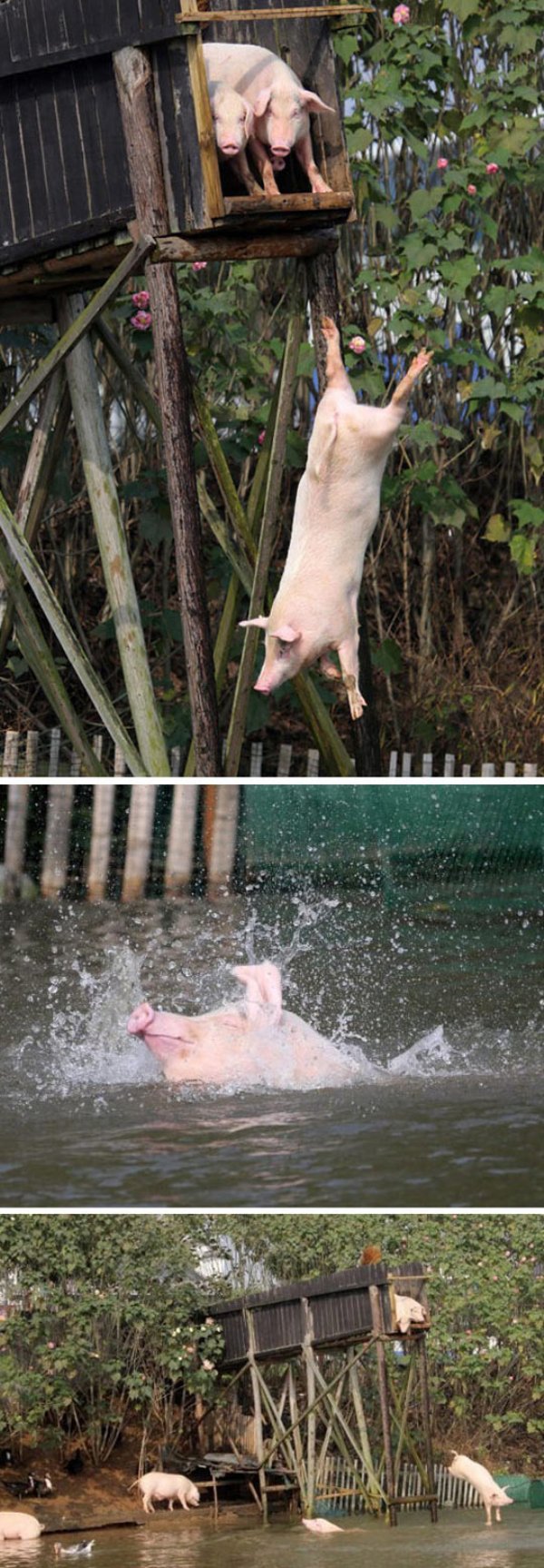 свиньи прыгают с трамплина в воду