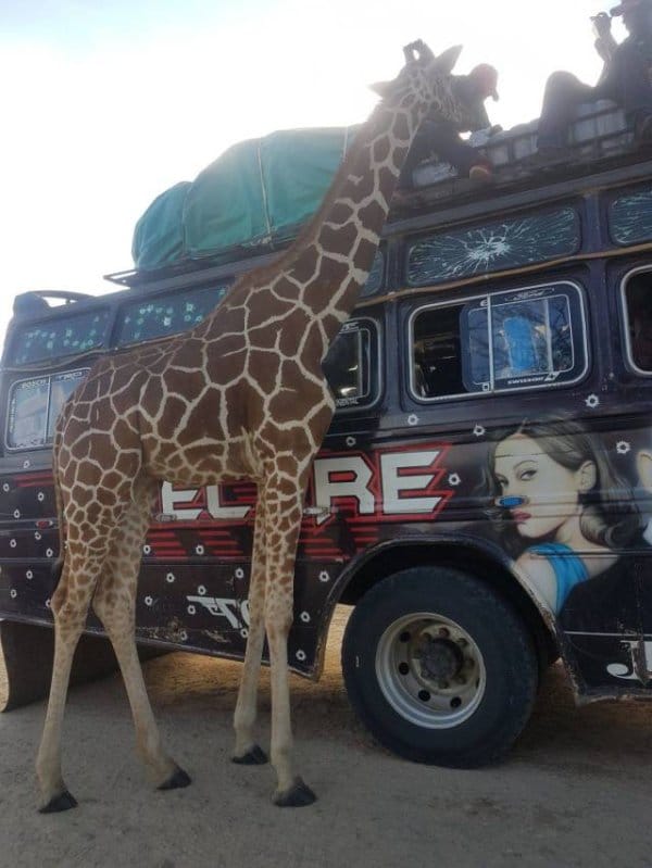 жираф возле машины
