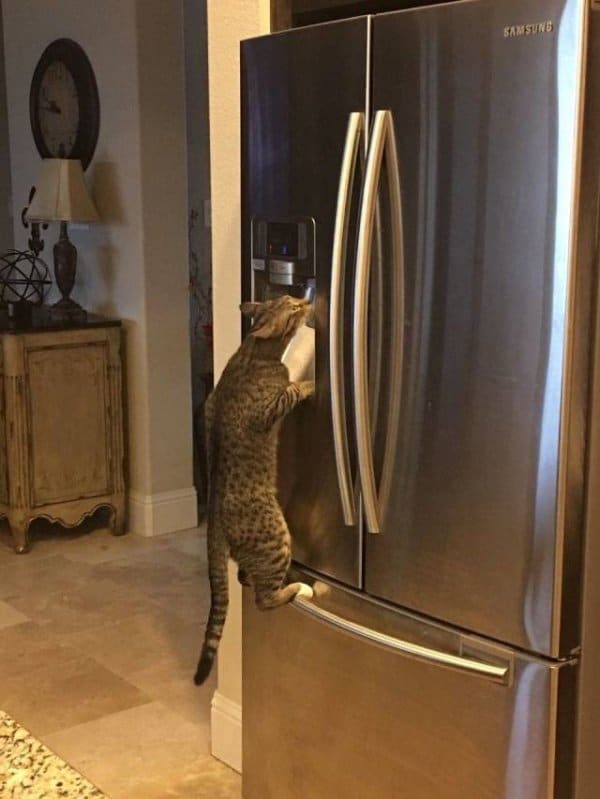 кот висит на холодильнике