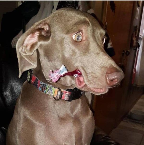 собака с зубной щеткой во рту