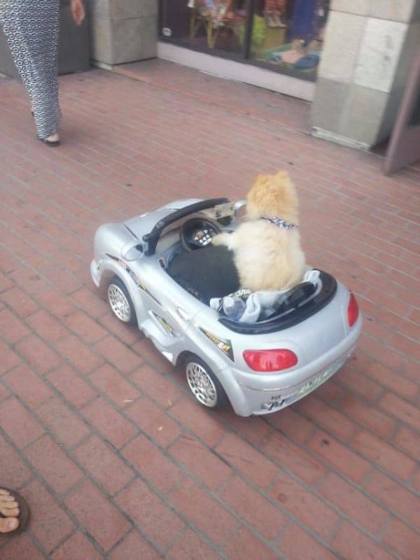 собака в игрушечной машине
