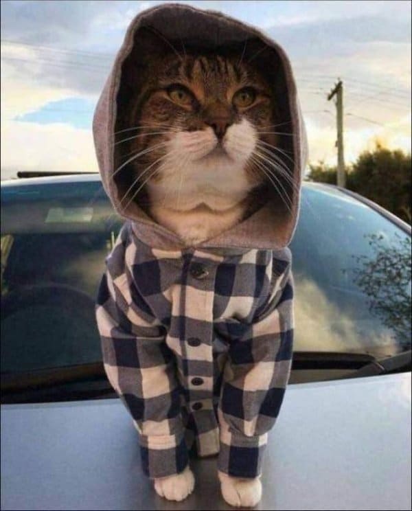 кот в клетчатой рубашке с капюшоном