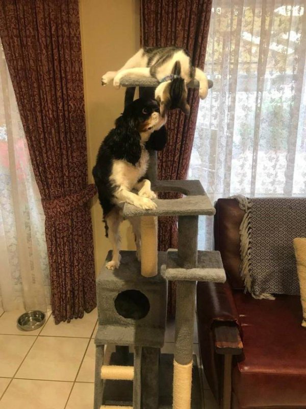 кот и собака
