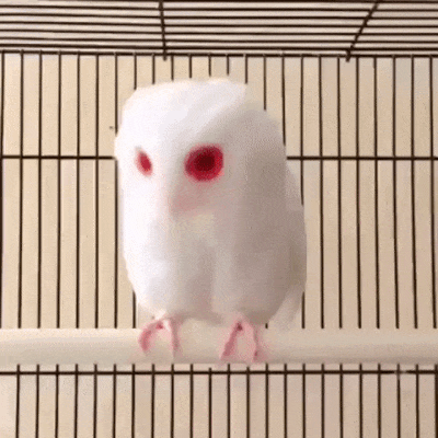 белая сова альбинос